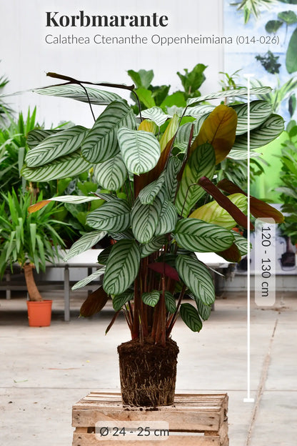 Große XXL Calathea mit gesunden Wurzeln direkt beim Gärtner