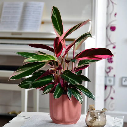 Farbenfrohe Calathe Triostar in rosa elho vibes steht im Wohnzimmer neben dem Klavier