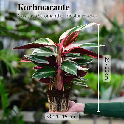 Calathea Triostar