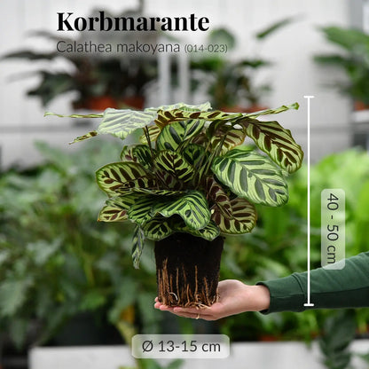 Calathea makoyana mit gesunden Wurzeln frisch beim Gärtner