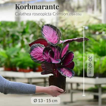 GREEN WEEK 4er Box tierfreundliche Pflanzen