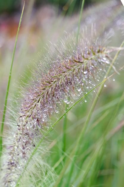 Großes Pennisetum Orientale Gras, 100-110cm