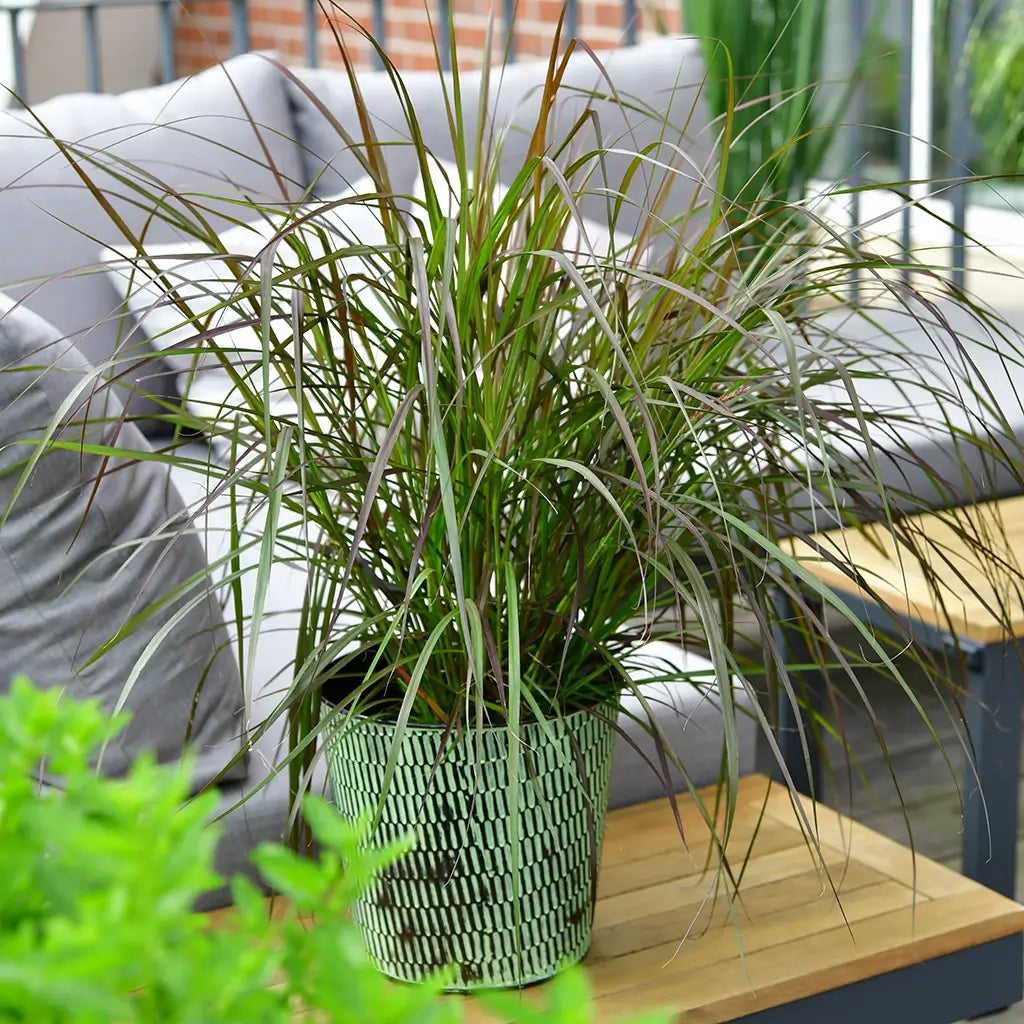 Pennisetum advenum auf einem Tisch auf dem Balkon