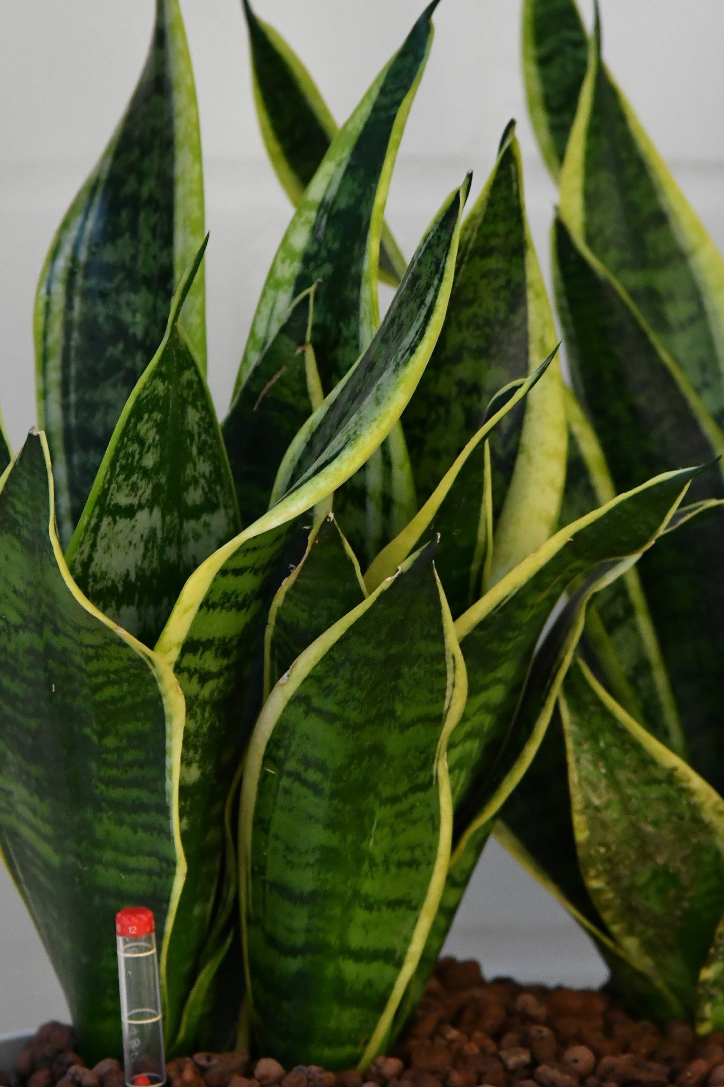 HYDRO SET XL Büropflanze Sansevieria mit hoher Vase in Betonoptik