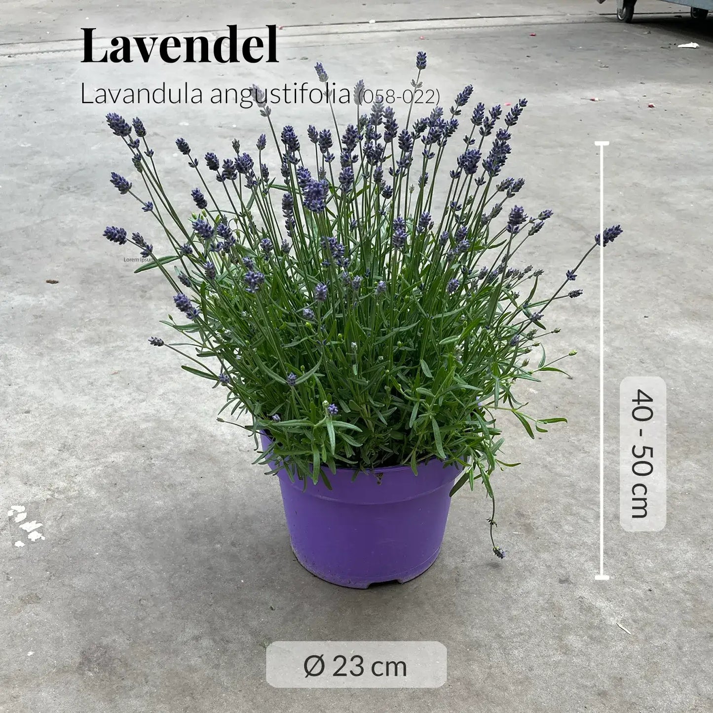 Großer Lavendel Busch