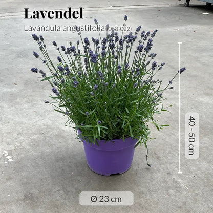 Großer Lavendel Busch
