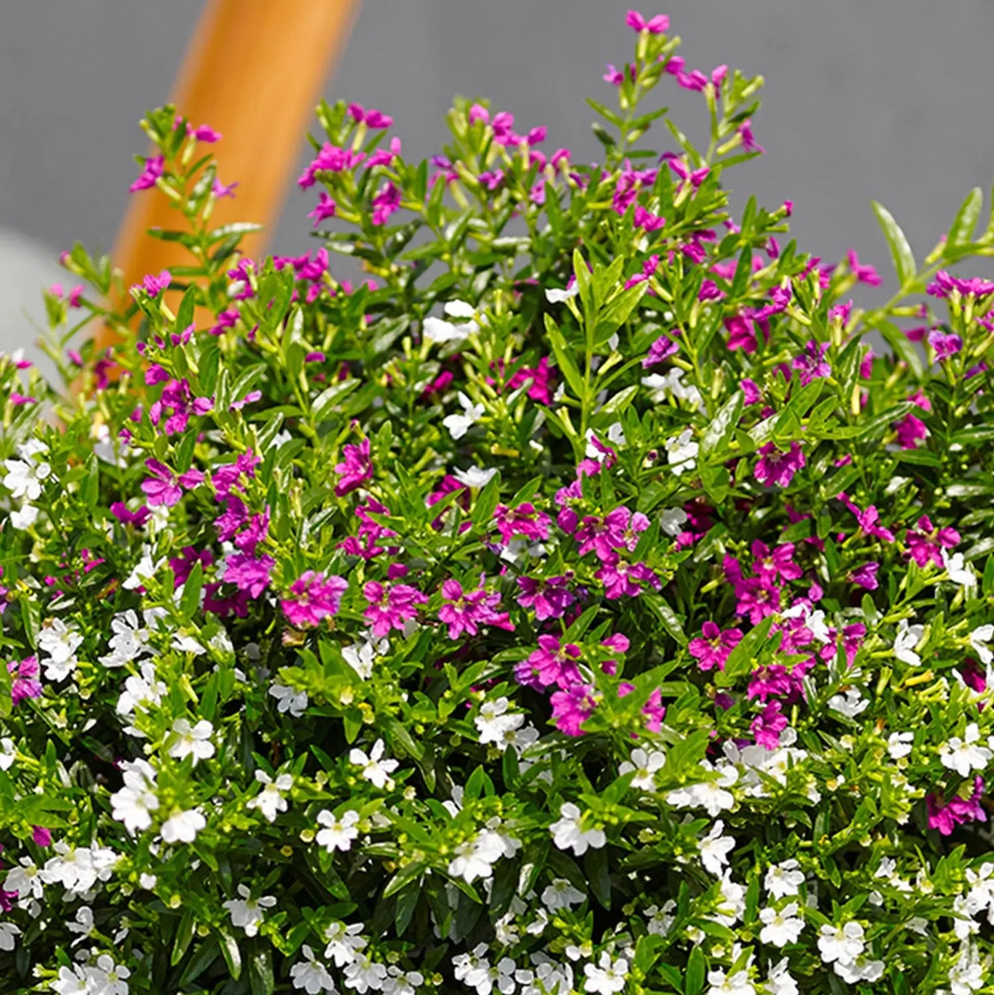 Lila Myrtis outdoor