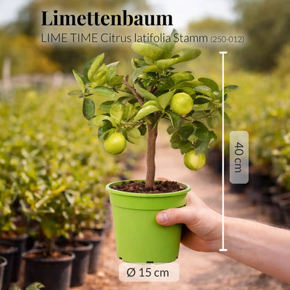 mediterraner Limettenbaum mit Früchten frisch aus der Gärtnerei