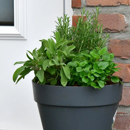 Elho Loft Pflanzkübel 30cm