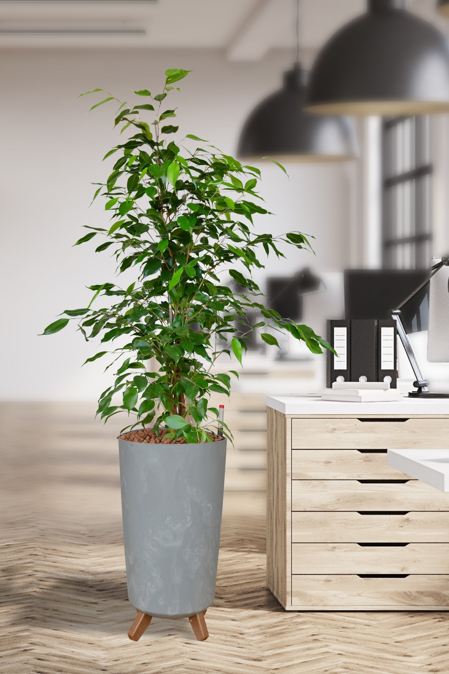 Hydro Kingsize Ficus Benjamina, 110-120cm