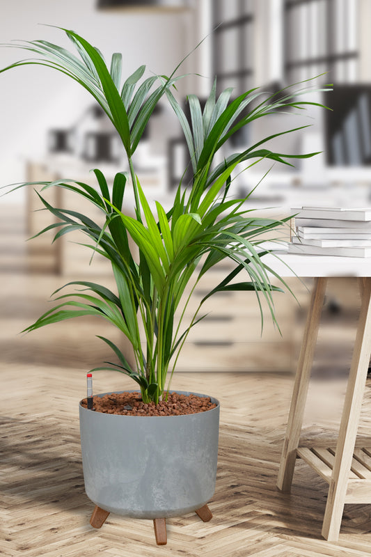 HYDRO SET XL BÜROPFLANZE Kentia Palme mit Pflanzgefäß in Betonoptik, 120-130cm