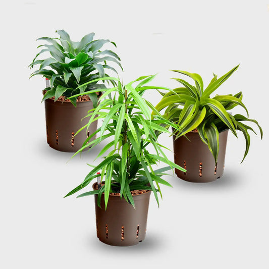 Hydro 3er Pflanzen Set Drachenbaum Mix