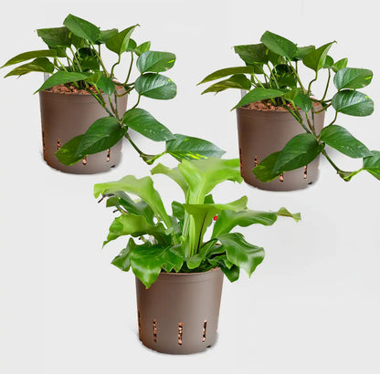 Hydro 3er Pflanzen Set Farn und Efeutute