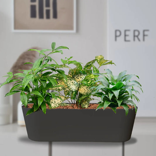 3er Set Drachenbaum Hydrokultur Pflanzen im grauen Sideboard für das Büro