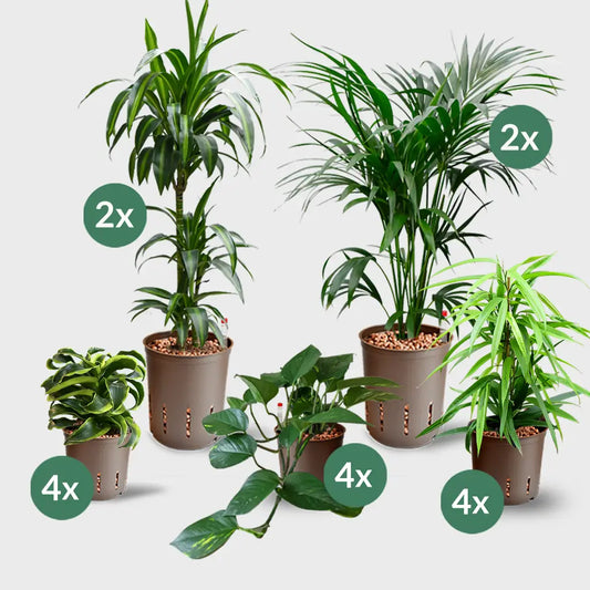 16er Box Hydrokultur Büropflanzen Palmenfeeling (4x XL, 12x bis H50cm)