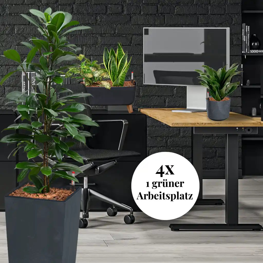 Palettenset Classico-Betonoptik: 16 Büropflanzen in Hydrokultur