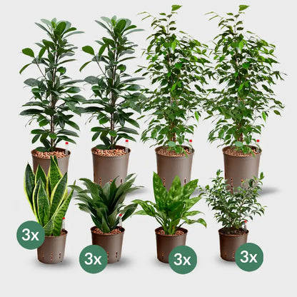 16er Box Hydrokultur Büropflanzen bewährte Klassiker (4x XL, 12x bis H50cm)