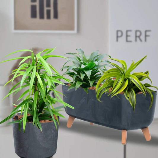 Hydro Büropflanzen Set Sideboard Betonoptik Drachenbaum Mix