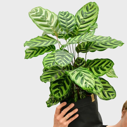 Makoyana Magie Calathea tierfreundliche Zimmerpflanze direkt beim Gärtner bestellen