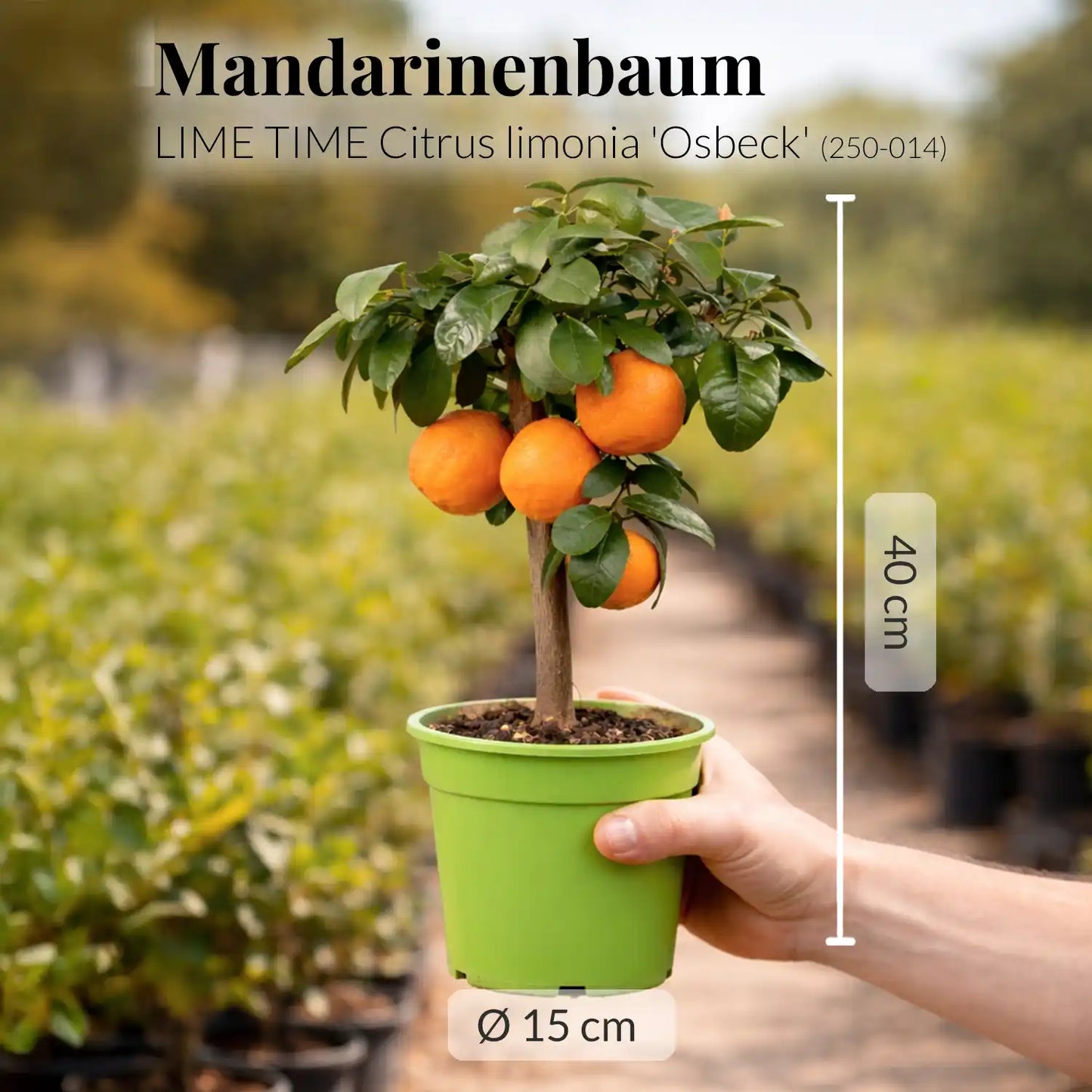 kleiner, mediterraner Mandarinenbaum mit Früchten frisch vom Gärtner