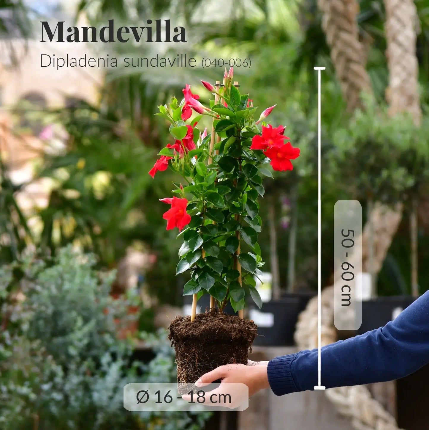 Mandevilla Dipladenia sundaville frisch beim Gärtner mit Wurzeln