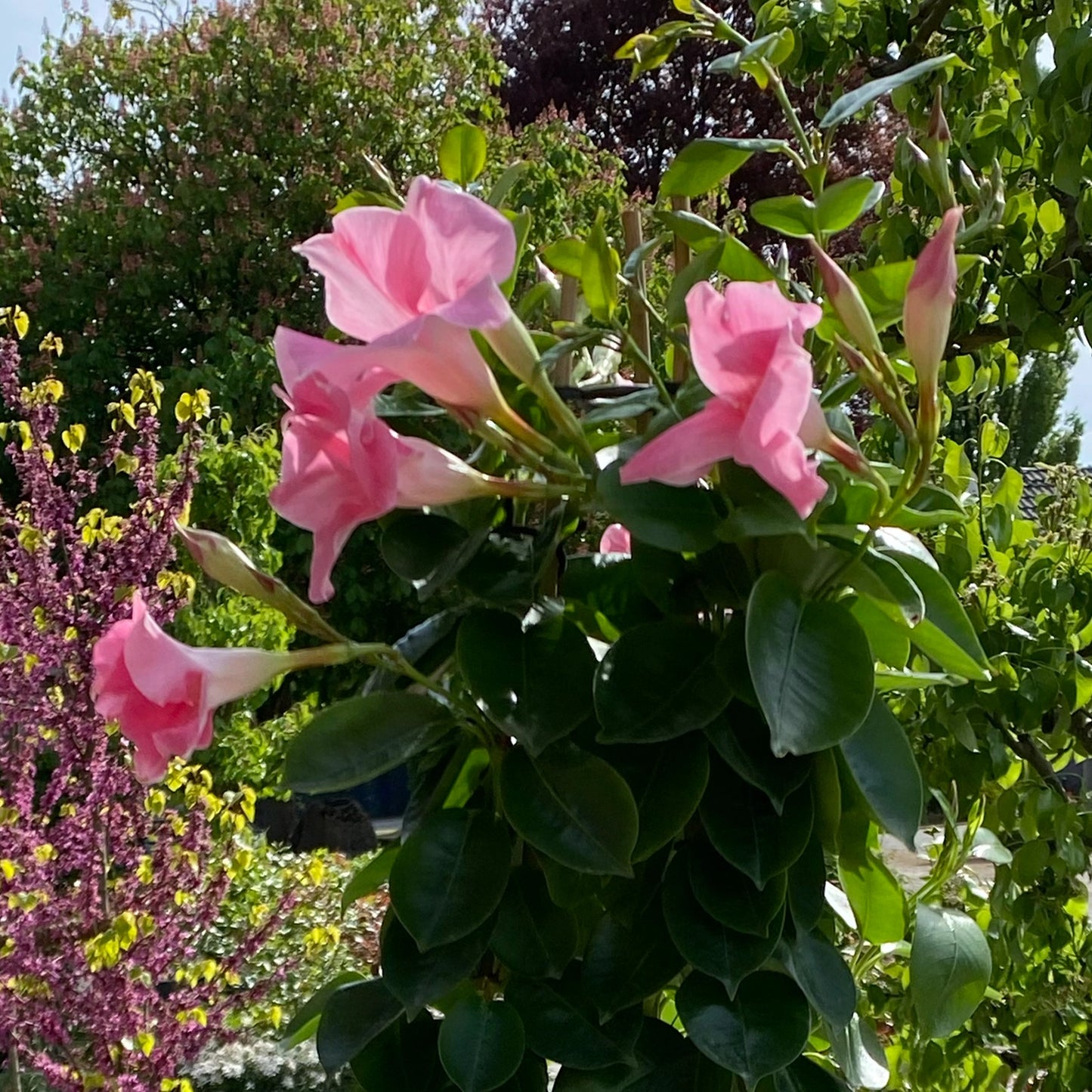 Mandevilla Rosa