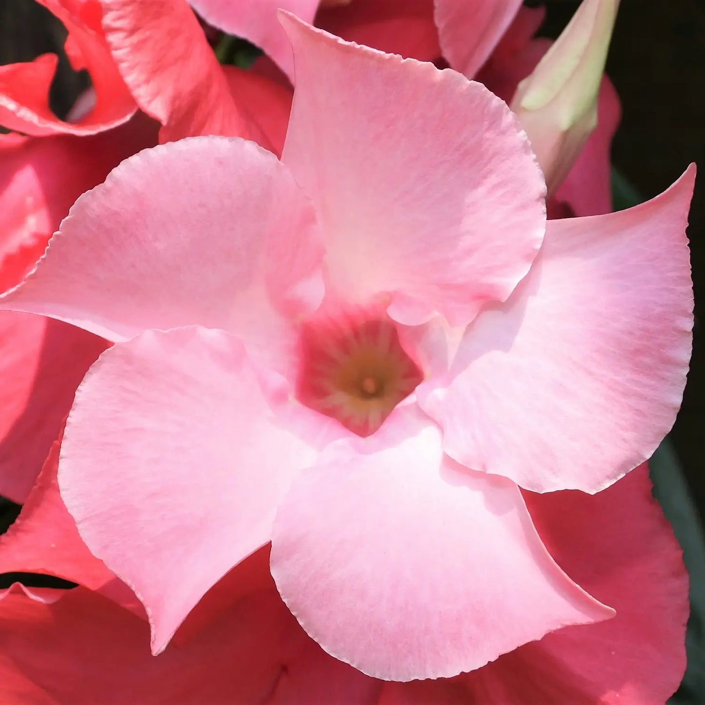 Mandevilla Rosa