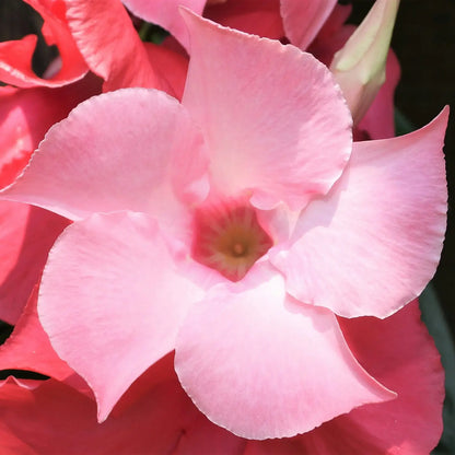 Mandevilla Rosa