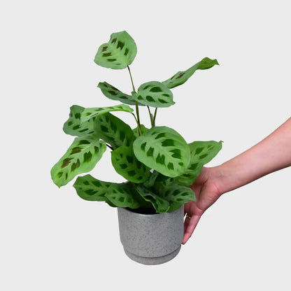 Maranta in Grün