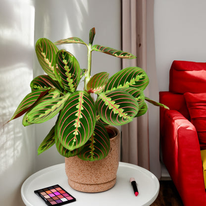 2er Box Marvelous Maranta´s