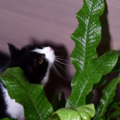 Closeup Katze untersucht tierfreundlichen Krokodilfarn