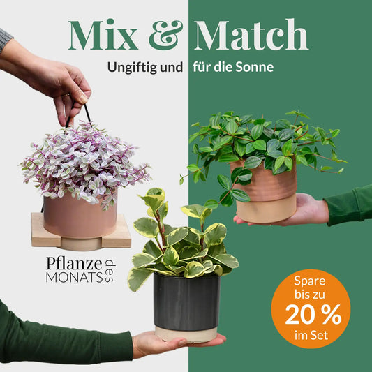 Mix & Match Katzenfreundliche Pflanzen - Sonnige Fensterbank