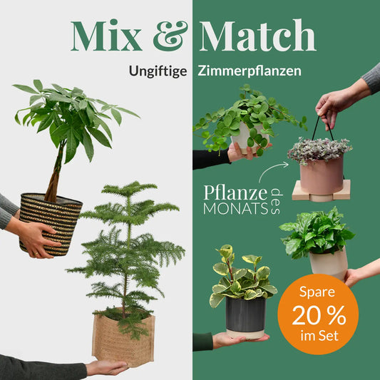 Mix & Match Katzenfreundliche Pflanzen