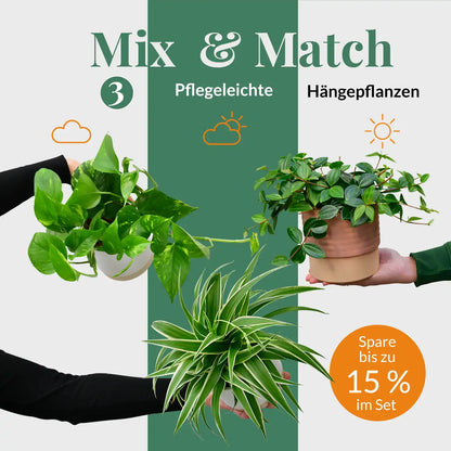Mix & Match 3er Box Pflegeleichte Hängepflanzen