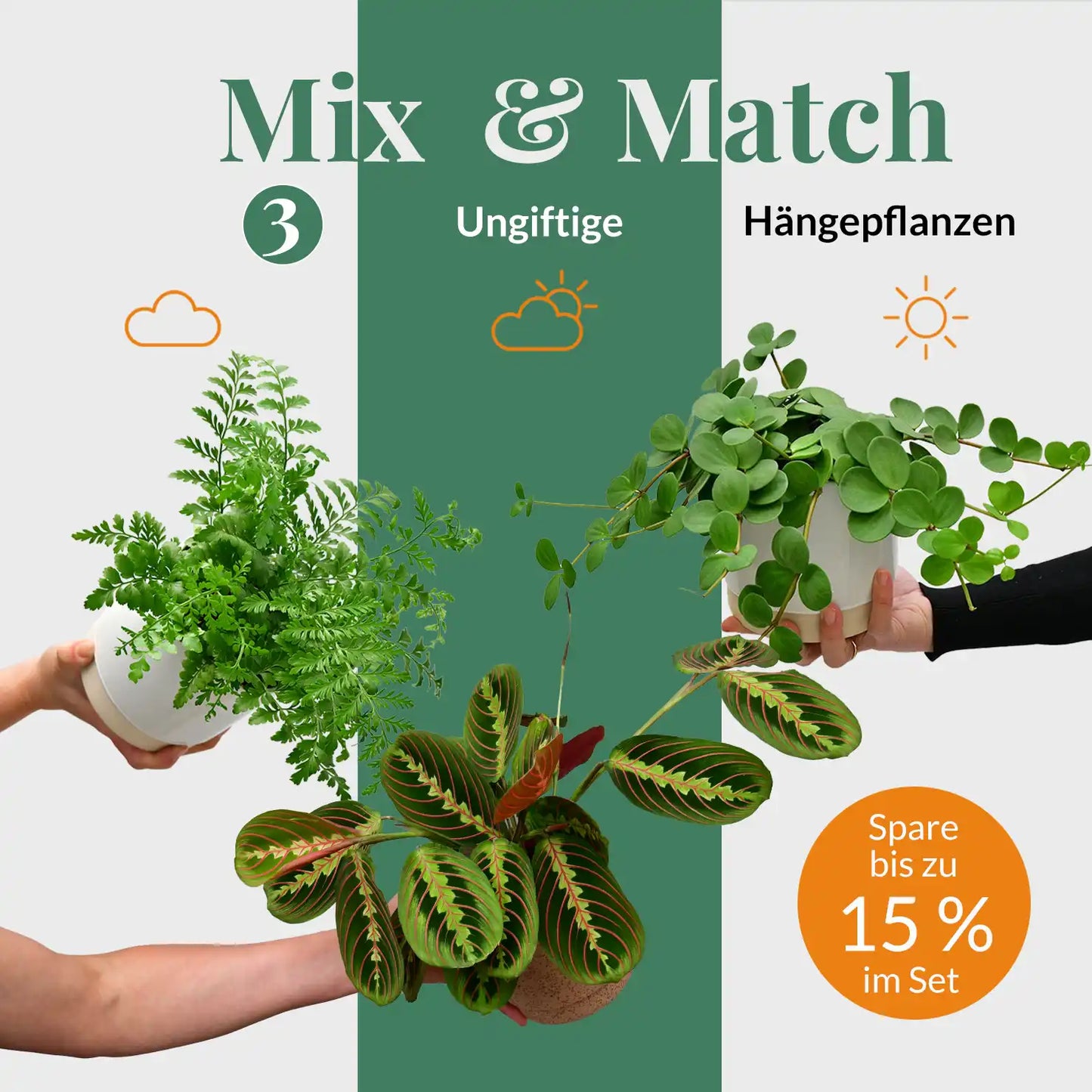 Mix & Match 3er Box Ungiftige Hängpflanzen