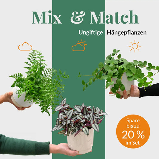 Mix & Match Katzenfreundliche Hängepflanzen