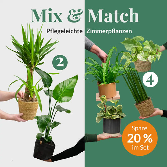 Mix & Match 6er Box Einsteiger Zimmerpflanzen