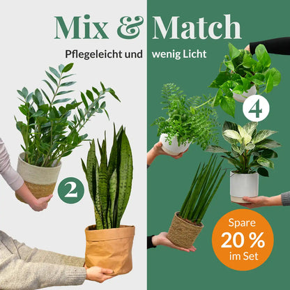 Mix & Match 6er Box pflegeleichte Pflanzen für wenig Licht