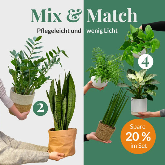 Mix & Match 6er Box pflegeleichte Pflanzen für wenig Licht