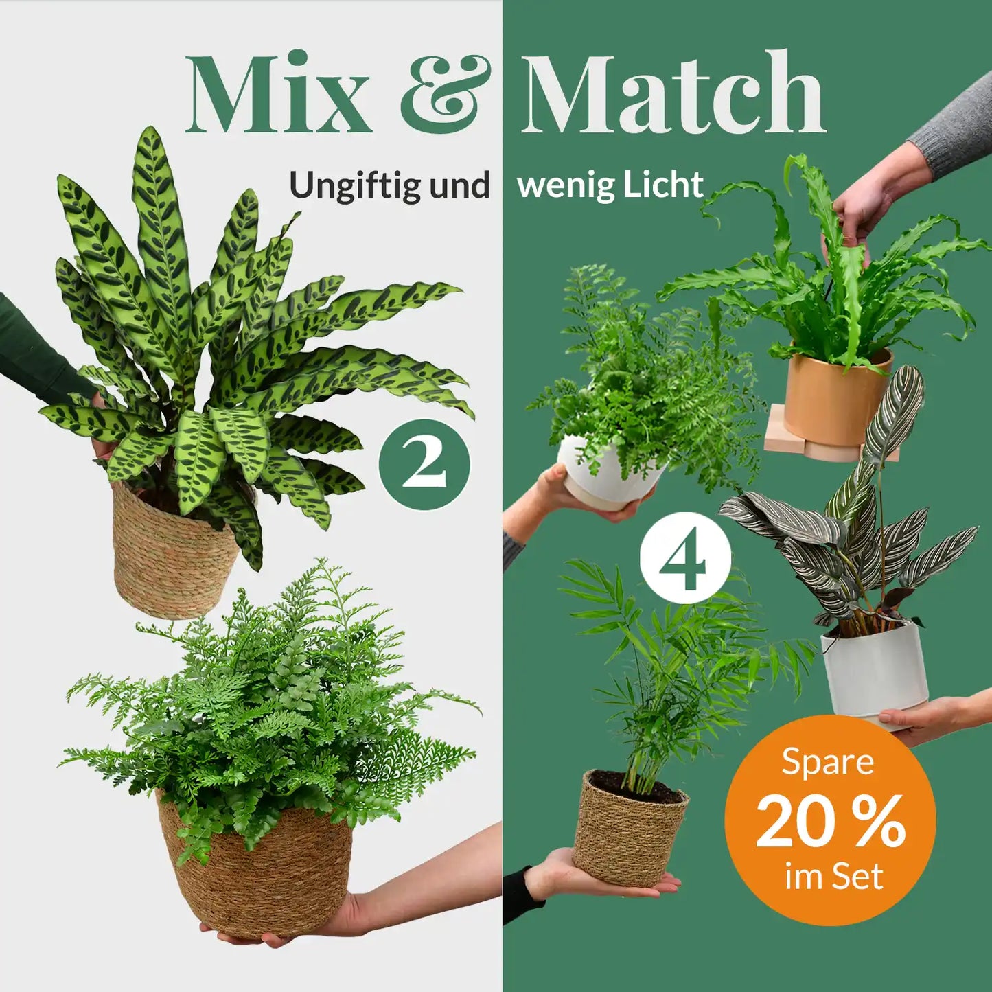 Mix & Match 6er Box ungiftige Pflanzen für wenig Licht