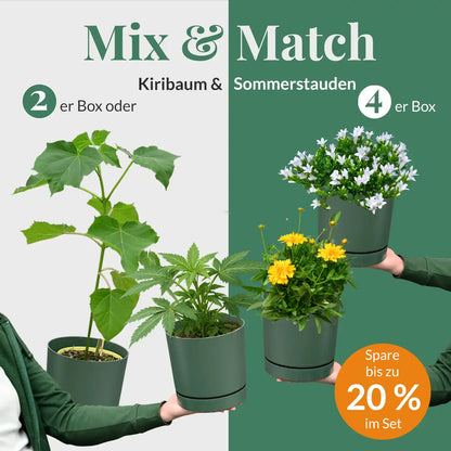 Mix & Match Kiribaum meets Zuckerstrauch