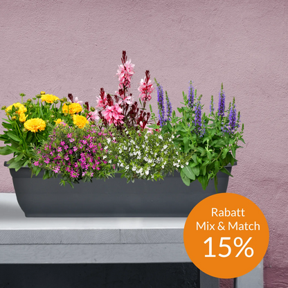 Mix & Match Bienenfreundliche Sommerstauden