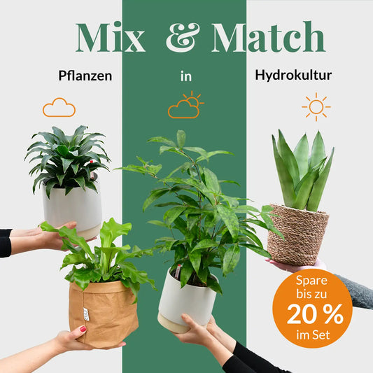 Mix & Match Hydrokultur Pflanzen