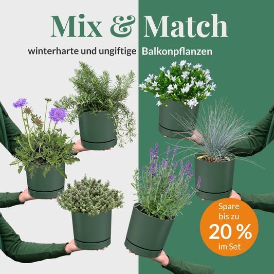 Mix & Match Winterharte und Ungiftige Balkonpflanzen