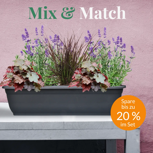 Mix & Match Lavendelpflanzen