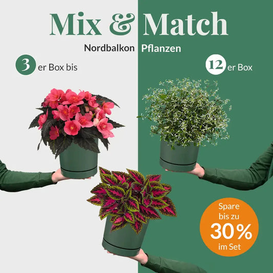 Mix & Match Nordbalkon Pflanzen