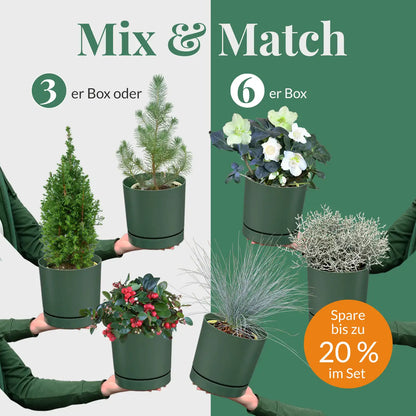 Mix & Match Winterharte Balkonpflanze