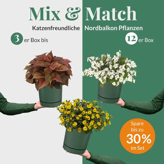 Mix & Match Ungiftige Nordbalkon Pflanzen