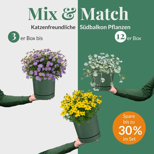 Mix & Match Katzenfreundliche Südbalkon Pflanzen