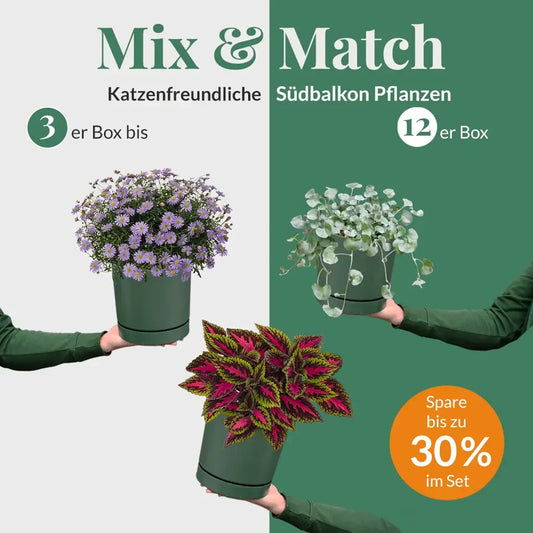 Mix & Match Katzenfreundliche Südbalkon Pflanzen